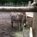 Also feeding time for donkeys