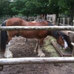 Feeding time for the horse