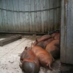 Tuckered-out pigs