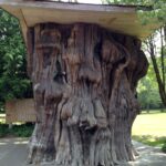 Neat-Looking Tree Stump 2