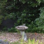 Birdbath