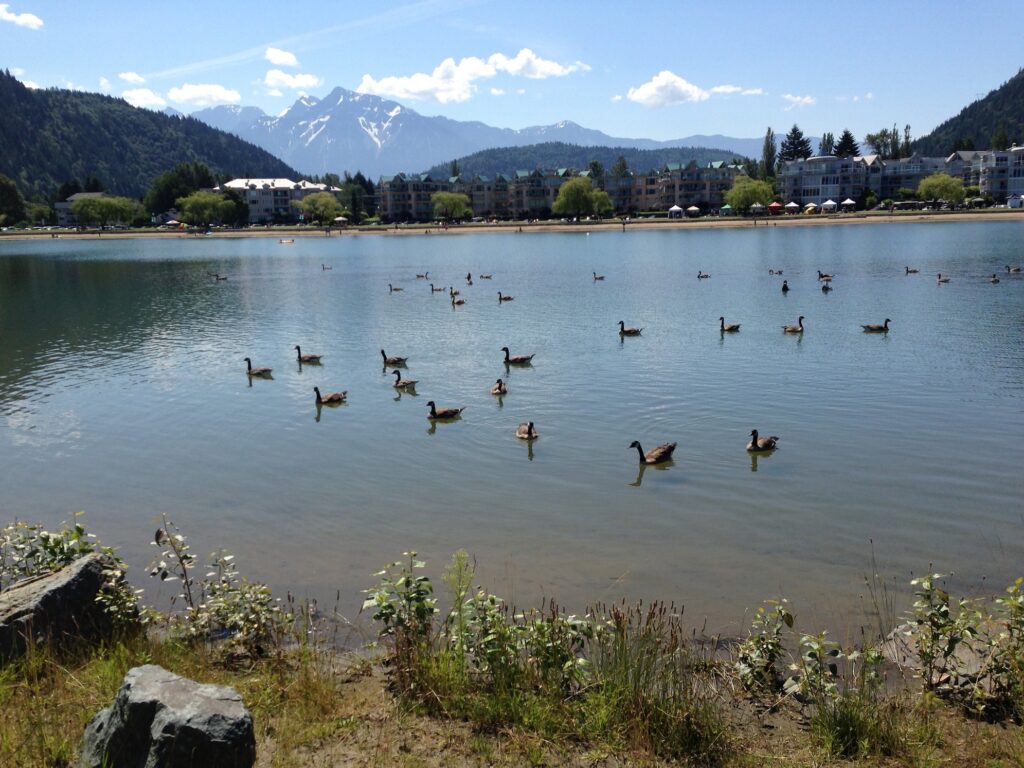 Geese on the Lake