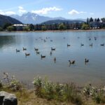 Geese on the Lake