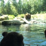 Bears 5