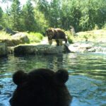 Bears 6