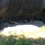 Sleeping Lions 2