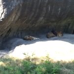 Sleeping Lions 3