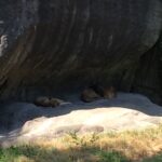 Sleeping Lions 4