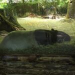 Tapir 1