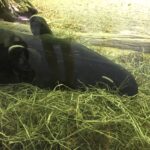 Tapir 2