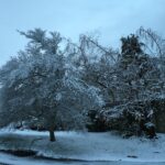 White Trees