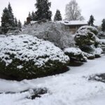 Snowy Bush at the Corner