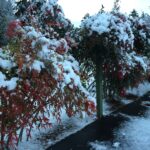 Snow on Red Leaves