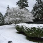 Snow-White Tree and Bush