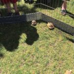 Tiny Tortoises 2