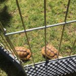 Tiny Tortoises!